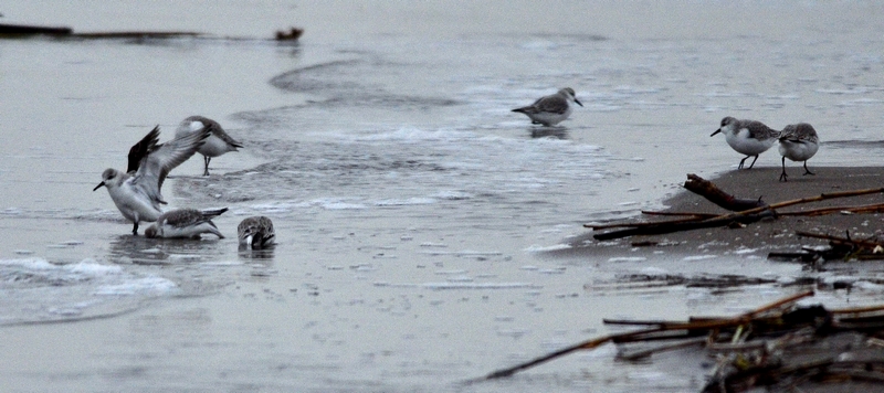 Piovanello tridattilo